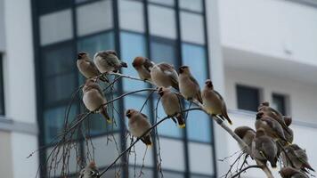 A flock of fluffy motley thrush fieldfare sits on the branches of a tree, window of a house video