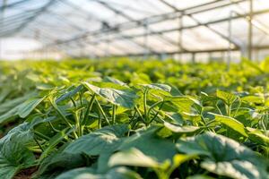 AI generated Young Plants Growing in Sustainable Greenhouse Farm with AI generated. photo