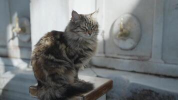 Feral Stray cat Cats in Istanbul, Turkey video