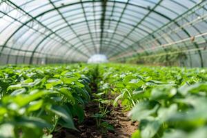 AI generated Young Plants Growing in Sustainable Greenhouse Farm with AI generated. photo