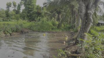 Kokosnüsse fallen in schmutzig Wasser im Reis Felder, hdr10 Video Filmaufnahme.