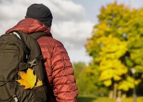 yellow maple leaf in the pocket of a black backpack at the traveler in a red jacket. photo