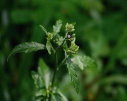 Leaves and flower photo