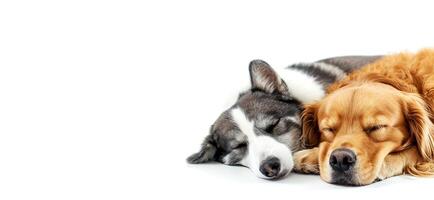 AI generated banner.Two peaceful dogs sleeping nose to nose. isolated on white .copy space photo