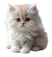 AI generated portrait of cute and adorable baby cat on transparent background, generative ai png