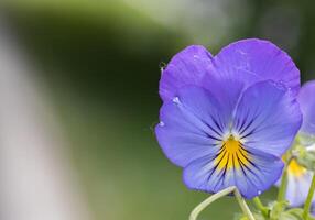 wild violets on a blurr green background. High quality photo