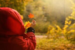 Young woman in red jacket looks at a red autumn maple leaf on the background against of blurred yellow green foliage of trees. High quality photo