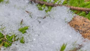 Macro time-lapse shot of shiny particles of melting snow and open green grass and leaves. Change of season from winter to spring in the forest. video