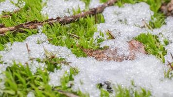 Makro Zeitraffer Schuss von glänzend Partikel von schmelzen Schnee und öffnen Grün Gras und Blätter. Veränderung von Jahreszeit von Winter zu Frühling im das Wald. video