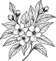 Flower coloring page and books, monochrome vector sketch, jasmine flower sketch, jasmine flower vector, floral background with jasmine flower natural leaf collection