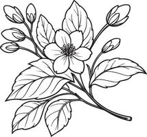 Flower coloring page for adults, Sketch jasmine flower drawing, jasmine vector art, Hand drawn beautiful jasmine flower bouquets, illustration ink art