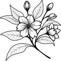 jasmine flower sketch, jasmine flower vector, floral background with jasmine flower natural leaf collection, illustration pencil art jasmine flower, jasmine flower drawing vector