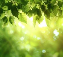 AI generated summer green leaves with sunlight in background photo