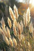 AI generated several brown grasses that are in the sun photo