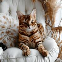 ai generado un grasa manchado Bengala gato se sienta en un blanco mullido silla y mira a el cámara foto
