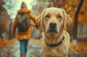 AI generated a woman pushing a yellow labrador dog down the street photo