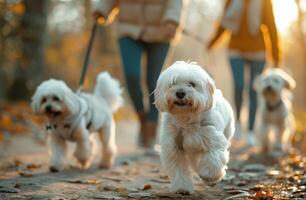 ai generado cuatro blanco perros con personas caminando ellos foto