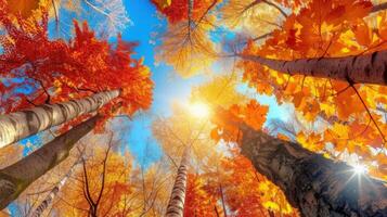 AI generated Towering trees adorned with vibrant autumn leaves, basking in the warm glow of the afternoon sun photo