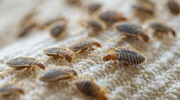 AI generated A bedbug colony can be seen on a white sheet on a bed in the bedroom from a top view photo