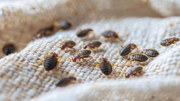 AI generated A bedbug colony can be seen on a white sheet on a bed in the bedroom from a top view photo