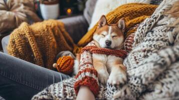 AI generated A person in casual clothes cuddles with their furry friend on a comfy couch, surrounded by pet toys and blankets photo