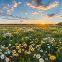 AI generated A stunning summer scene with a natural backdrop featuring yellow and white daisies, clovers photo