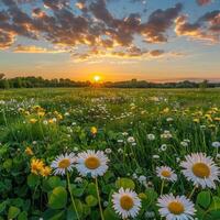 AI generated A stunning summer scene with a natural backdrop featuring yellow and white daisies, clovers photo