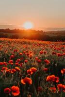 AI generated Beautiful field with poppies at sunset. There are poppy flowers below and green grass above the sun photo