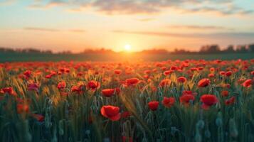 AI generated Beautiful field with poppies at sunset. There are poppy flowers below and green grass above the sun photo