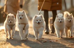 AI generated several white dogs are walking along with a woman on a leash photo