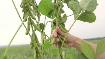 Hand inspizieren Sojabohne Ernte, Hand halten Soja Schoten mit Feld im Hintergrund. video