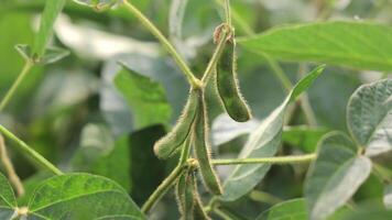 soja dosettes dans le champ, fermer de flou soja dosettes parmi feuilles. video