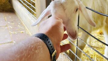fazendeiro close-up acariciando uma cabra. cuidado de cabras. video