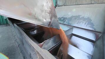 Grain Processing in Agriculture, Wheat grains being poured in a metal chute for processing video