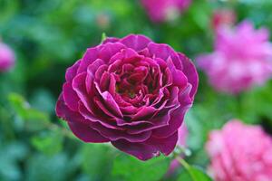 Fuchsia rose flower, plant and garden photo