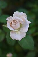 white Rose with blurred green leaves photo