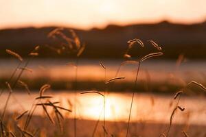 Beautiful grass details in summer in sunset photo