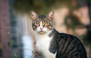 hermoso calle gato retrato sentado al aire libre foto