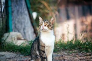 hermoso calle gato retrato sentado al aire libre foto