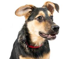 Mixed breed dog portrait on the white photo