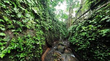 vol par une gorge dans le forêt tropicale video