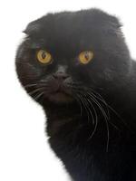 Portrait of a black adult Scottish Fold cat, 7 years old, sitting in front of a white background. Large cat with green eyes of the Scottish Fold breed. photo