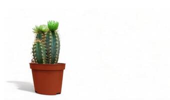 Small indoor cactus plant in a pot isolated on a white background front view. Natural nice green cactus flower with sharp white spines. photo