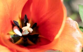 Inside a red tulip with a yellow center, petals and pollen. Close-up of the inside of a red tulip. Floral background. Nature. Selective shallow focus. Macro. photo