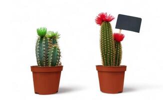 Small indoor cactus plant in a pot isolated on a white background front view. Natural nice green cactus flower with sharp white spines. photo