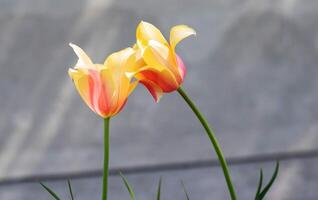 Tulips in the spring garden close-up. Beautiful bright tulips growing outdoors on a sunny day. Multi-colored tulips grow in the garden. photo