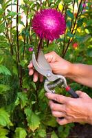 A Gardening image photo