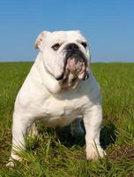 An English bulldog photo