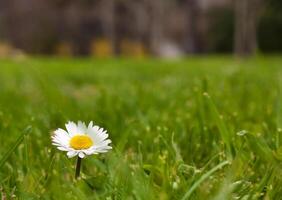 A Lonely Daisy photo