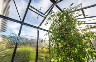 Greenhouse with Growing Tomatoes photo